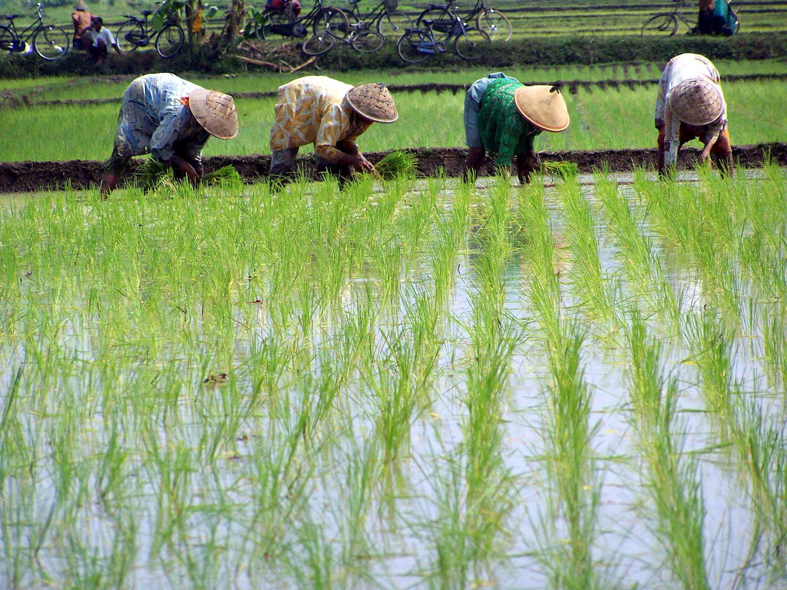 Cara Menjaga Keseimbangan Antara Stabilitas Harga dan Kesejahteraan Petani