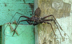 Apa Itu Laba Perusahaan yang Dibagikan Kepada Pemegang Saham?