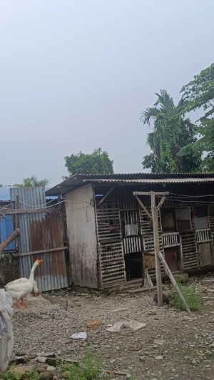 Kandang Ayam Berdempetan, Dapur Dinilai Kecil Untuk Ribuan Porsi MBG: SPPG Klambir Lima DISOROT!