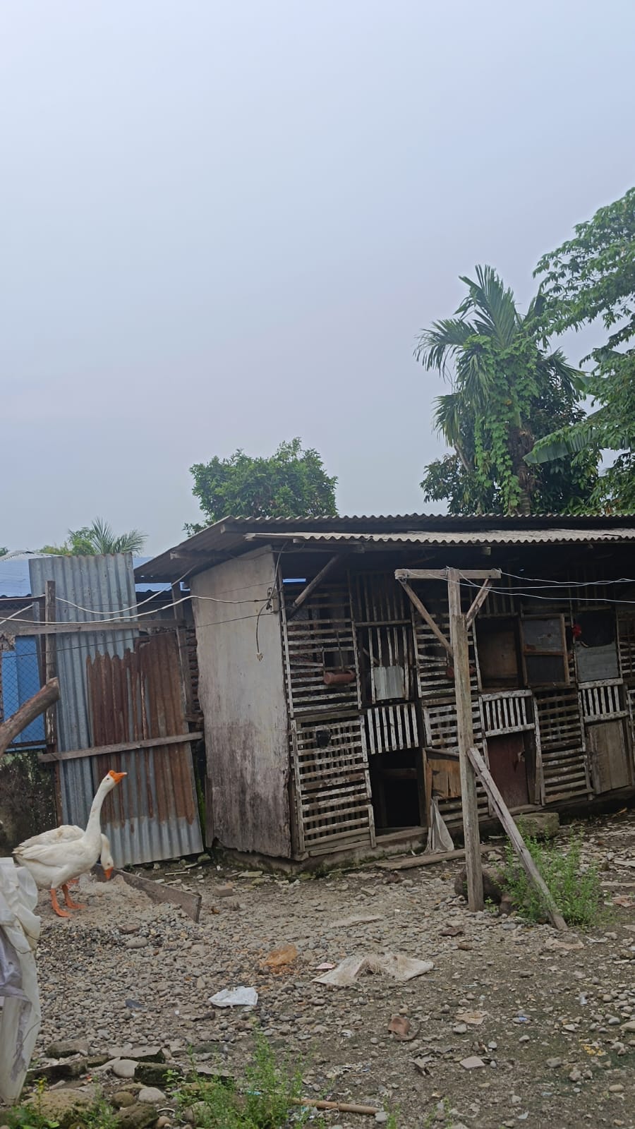 Kandang Ayam Berdempetan, Dapur Dinilai Kecil Untuk Ribuan Porsi MBG: SPPG Klambir Lima DISOROT!